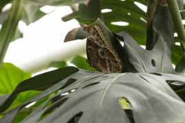 Buntes Geflatter In Jena 13